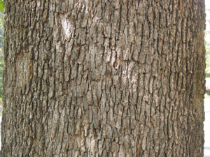 Scarlet oak bark